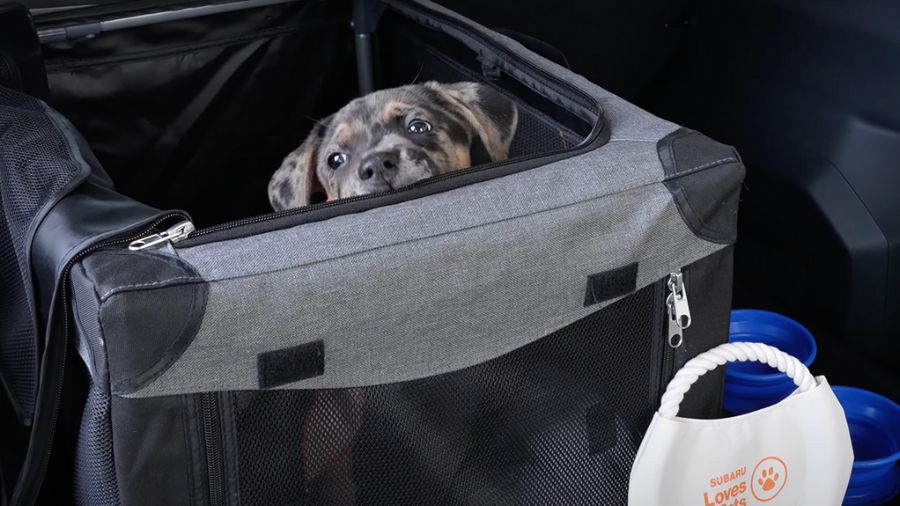 Carter Community Dog Safety...