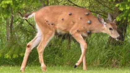 WA Department of Fish and Wildlife sees uptick in calls about lumps on deer