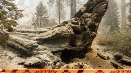 Grove of giant sequoia trees burns in California's Sierra National Forest
