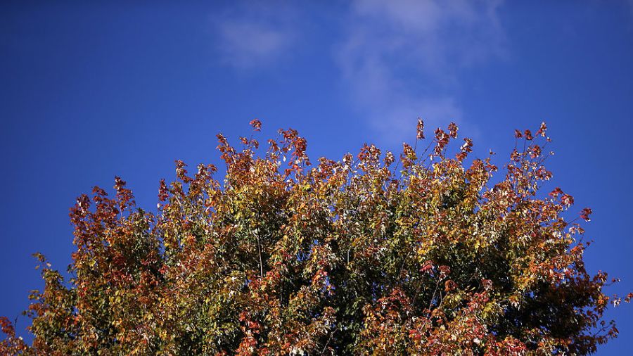 fall leaves in London - western washington...