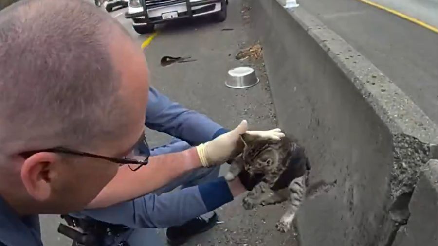 I-5 kitten rescue...