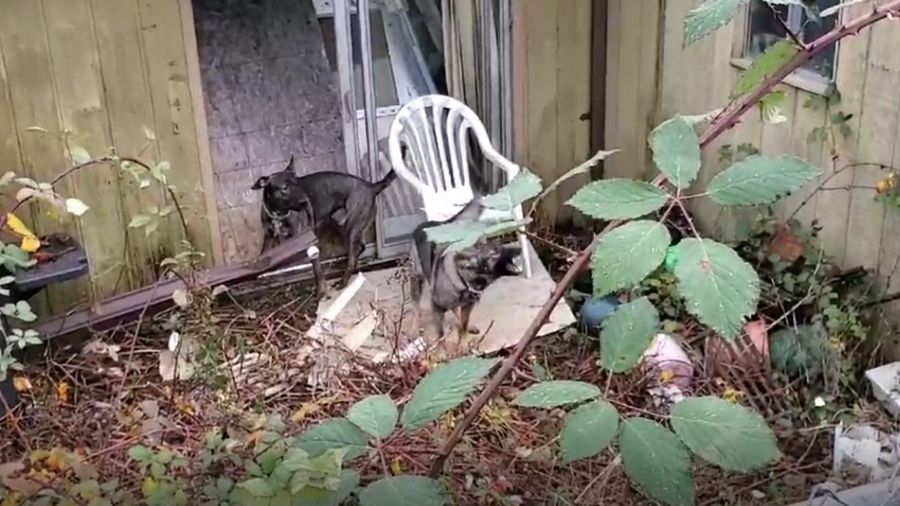 King County dog attack...