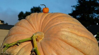 Ever seen a 2,000-pound pumpkin? The secret to Washington's monster gourds