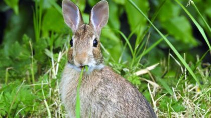 'Vaccination is critical:' Contagious, deadly rabbit disease rises again in Washington