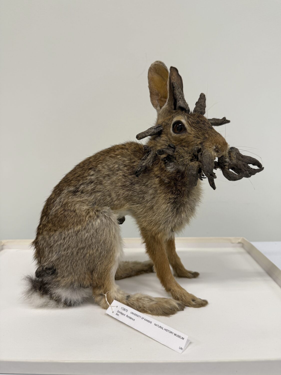 This Aug. 2025 photo provided by University of Kansas Biodiversity Institute shows a rabbit specime...