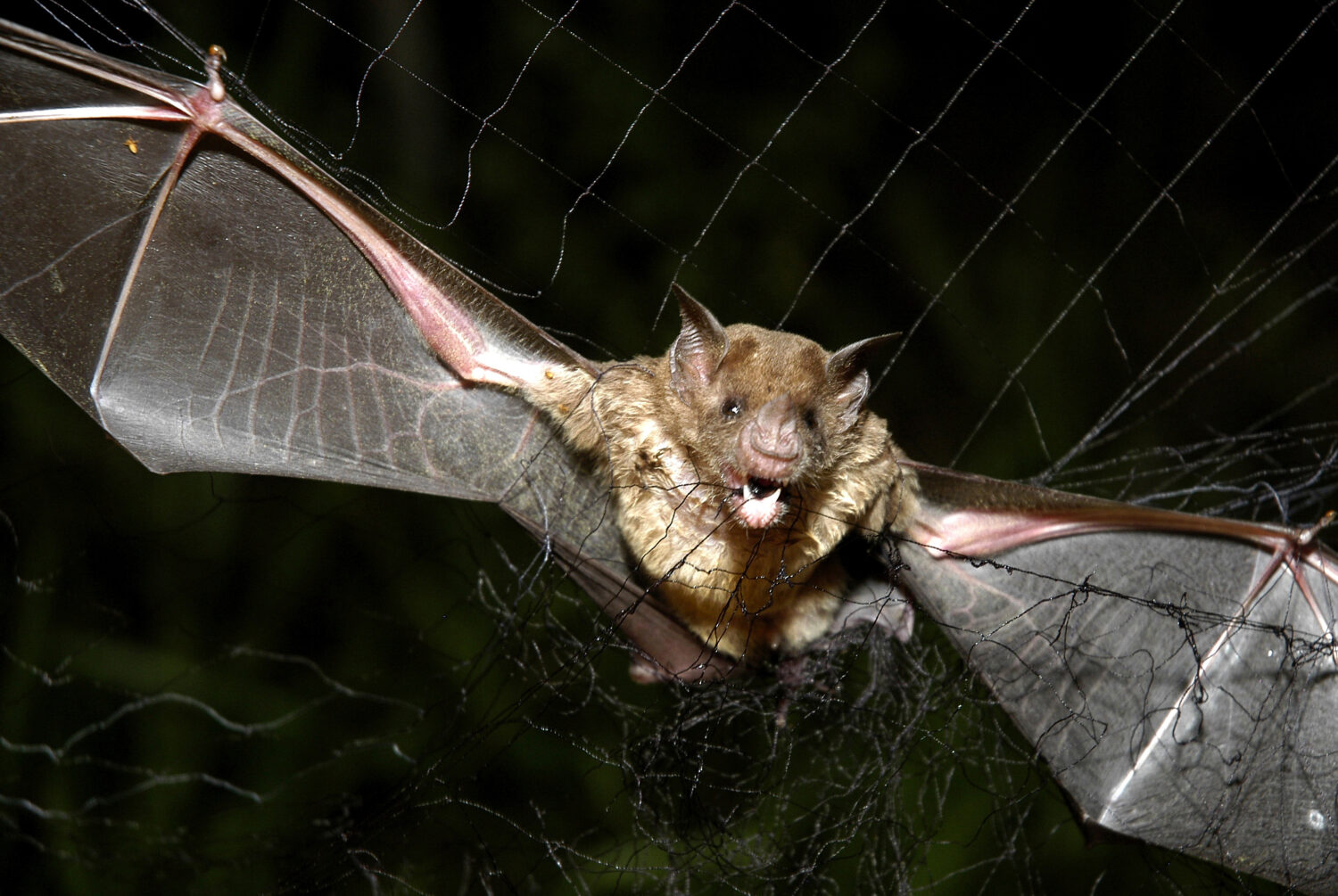 FILE - A vampire bat is caught in a net in Aracy, in the northeast Amazon state of Para, Brazil, on...