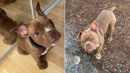 'The owner is heartbroken': Police seek public's help finding stolen dog