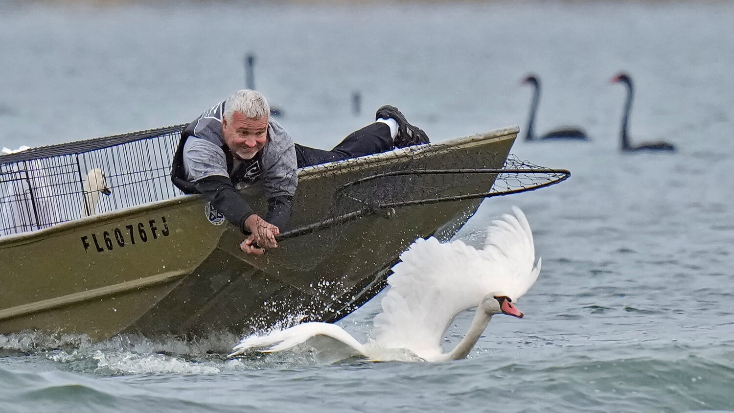 Steve Platt, of the City of Lakeland's Parks and Recreation Dept., reaches out to catch a swan duri...