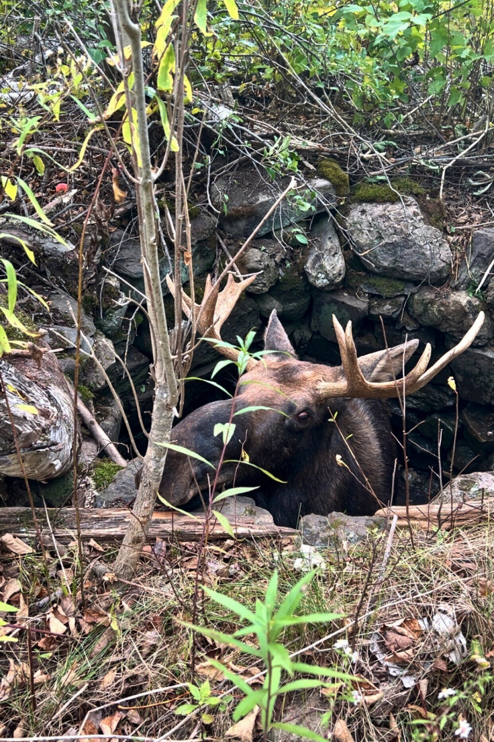 In a photo taken Sept. 17, 2025 in Pembroke, Maine, a moose is trapped in an abandoned well. (Delan...