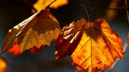 Seattle ties record for amount of 90+ degree days; fall equinox to bring cooler weather