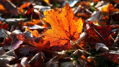 Autumn in WA: timing, weather, and viewing destinations