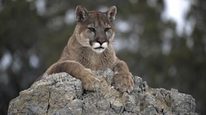 Multiple Gig Harbor schools put into lockdown after cougar sighting