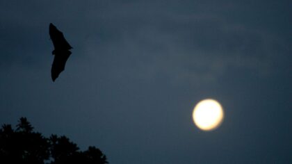 Bat found near Seattle’s Arboretum tested positive for rabies