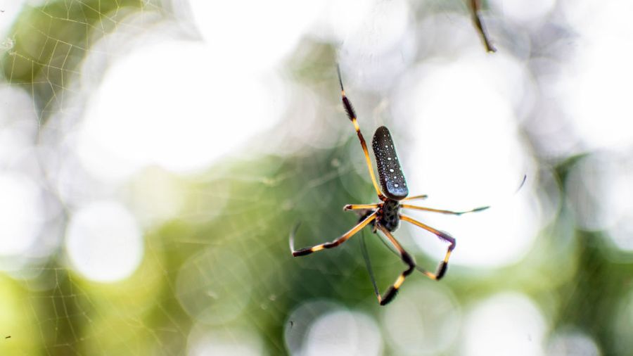 Pacific Science Center reopen...