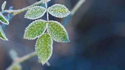 Temperatures dip into the 30s on Tuesday morning, what to expect this Halloween week