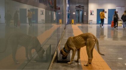 Nearly half of missing pets vanish during Seattle's summer months, study reveals