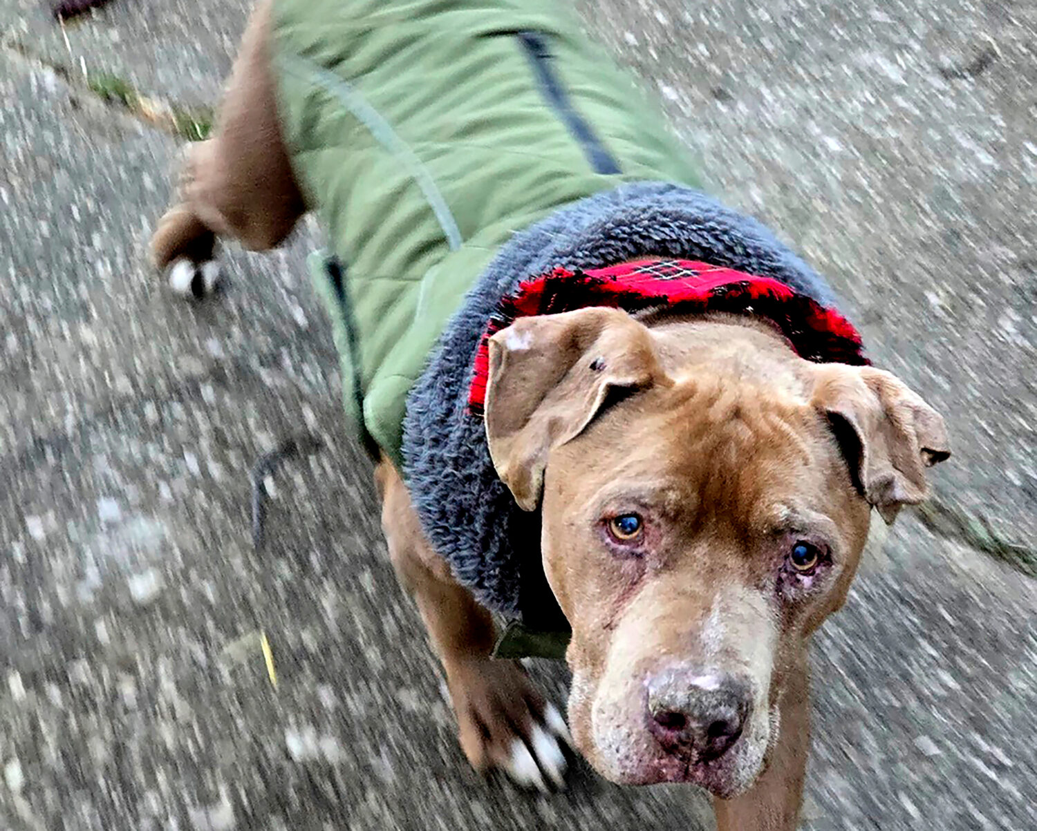 FILE - This image provided by Amanda Hergenreder shows a dog she named Biggby walking in Millington...